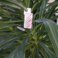 Bioline Anderline Amblyseius andersoni Anwendung Mini-Tüte Yucca-Palme