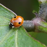 Andermatt Biogarten Marienkäfer-Aufzuchtset