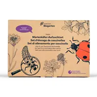 Andermatt Biogarten Marienkäfer-Aufzuchtset