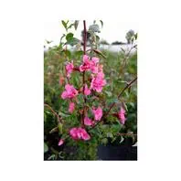 Reinsaat Clarkia elegans Mandelröschen