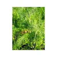 Reinsaat Dill