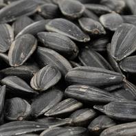 Eschenfelder Bio Keimsaat Sonnenblumenkerne Nahaufnahme