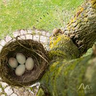 Gardigo Katzenabwehrgürtel 70 cm Vogelnestschutz