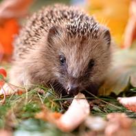 Claus Spezial Igelfutter von für gesunde Igel