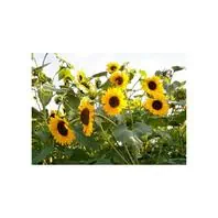 Reinsaat Helianthus annuus Sonnenblume, Henry Wilde