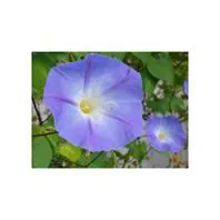 Reinsaat Ipomoea purpurea Prachtwinde, 'Star of Yelta'