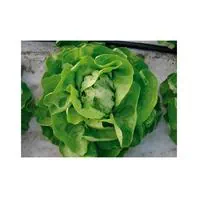 Reinsaat Kopfsalat Attraktion