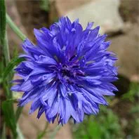 Reinsaat Centaurea cyanus Kornblume Blauer Junge Saatgut