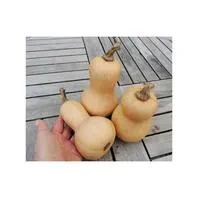 Reinsaat Kürbis Mini Butternut