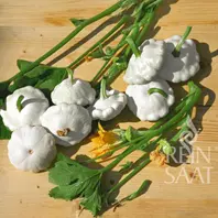 Reinsaat Kürbis Patisson Custard White