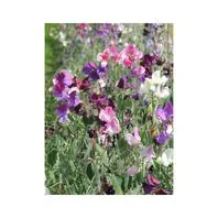 Reinsaat Lathyrus odoratus, Edelwicke