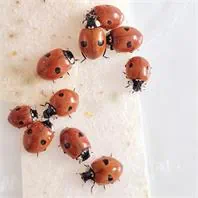 Marienkäfer Adalia bipunctata Adulte