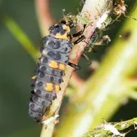 Marienkäfer Larven Adalia