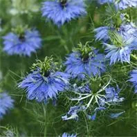 Reinsaat Nigella damascena, Jungfer im Grünen, blau