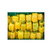 Reinsaat Paprika Quadrato d’Asti giallo Saatgut