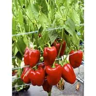 Reinsaat Paprika Quadrato d´Asti rosso Saatgut
