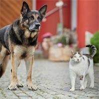 Neudorff Protectan Hunde- und Katzenschreck AF