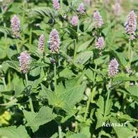 Reinsaat Agastache foeniculum, Anis-Ysop Saatgut