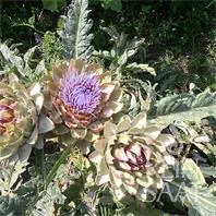 Reinsaat Artischocke Green Globe – Cynara scolymus, Saatgut