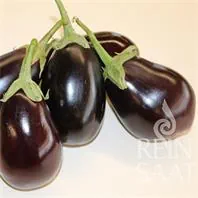 Reinsaat Aubergine Melanzani Nero Saatgut
