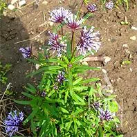 Reinsaat Blue Woodruff, Blauer Waldmeister Saatgut