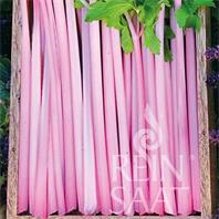 Reinsaat Chinese Pink Celery