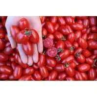 Reinsaat Tomate Donatellina Saatgut