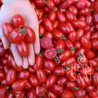 Reinsaat Tomate Donatellina Saatgut
