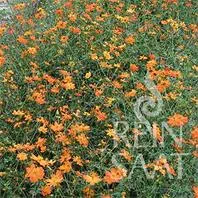 Reinsaat Cosmos sulphureus, Cosmea orange Saatgut