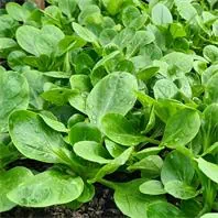 Reinsaat Feldsalat Verte à coeur plein 2