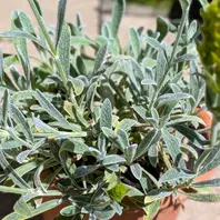 Reinsaat Griechischer Bergtee - Sideritis syriaca, Saatgut