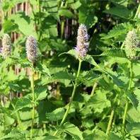 Reinsaat Agastache rugosa Koreaminze Saatgut