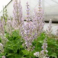 Reinsaat Salvia sclarea Muskatellersalbei Saatgut