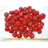 Reinsaat Paprika Paradiso