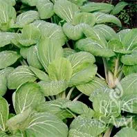 Reinsaat Asia Gemüse Pak Choi White Celery Mustard Saatgut