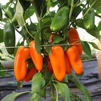 Reinsaat Paprika Amorino Saatgut