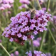 Reinsaat Verbena bonariensis Patagonisches Eisenkraut Saatgut