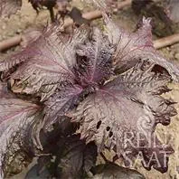 Reinsaat Perilla – Perilla frutescens