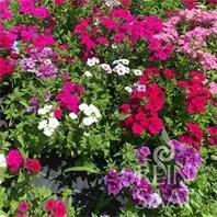 Reinsaat Phlox de Drummond Saatgut