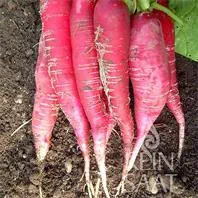 Reinsaat Rettich Ostergruß rosa 2 Saatgut