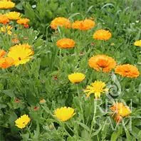 Reinsaat Ringelblume, gelb-orange Saatgut