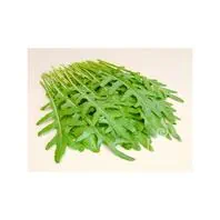 Reinsaat Wildrauke Rucola selvatica