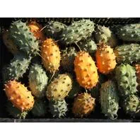 Reinsaat Stachelgurke Kiwano