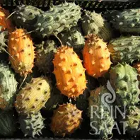 Reinsaat Stachelgurke Kiwano
