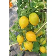 Reinsaat Tomate Citrina Saatgut