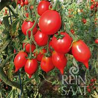 Reinsaat Tomate Pantelli Saatgut