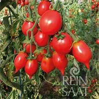 Reinsaat Tomate Pantelli Saatgut