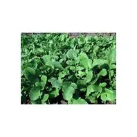 Reinsaat Salatrauke Rucola coltivata