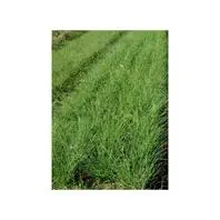 Reinsaat Schnittlauch Mediumleaf (mittelgrobröhrig)