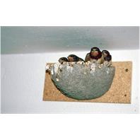 Schwegler Rauchschwalbennest 10